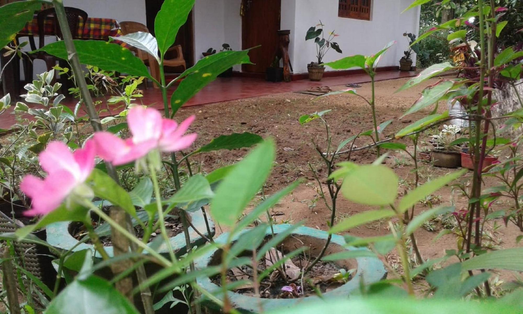 Winstar Homestay Sigiriya Buitenkant foto