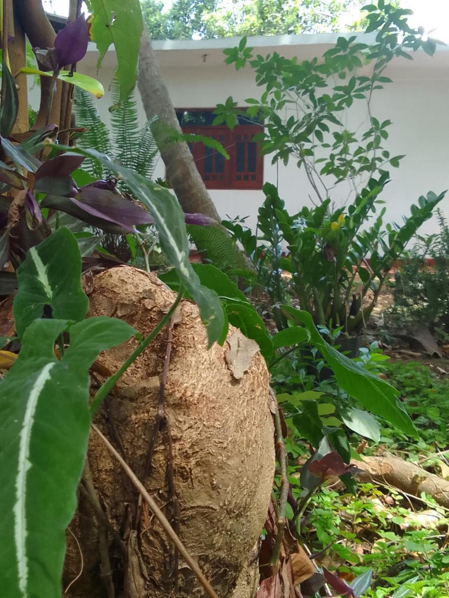 Winstar Homestay Sigiriya Buitenkant foto