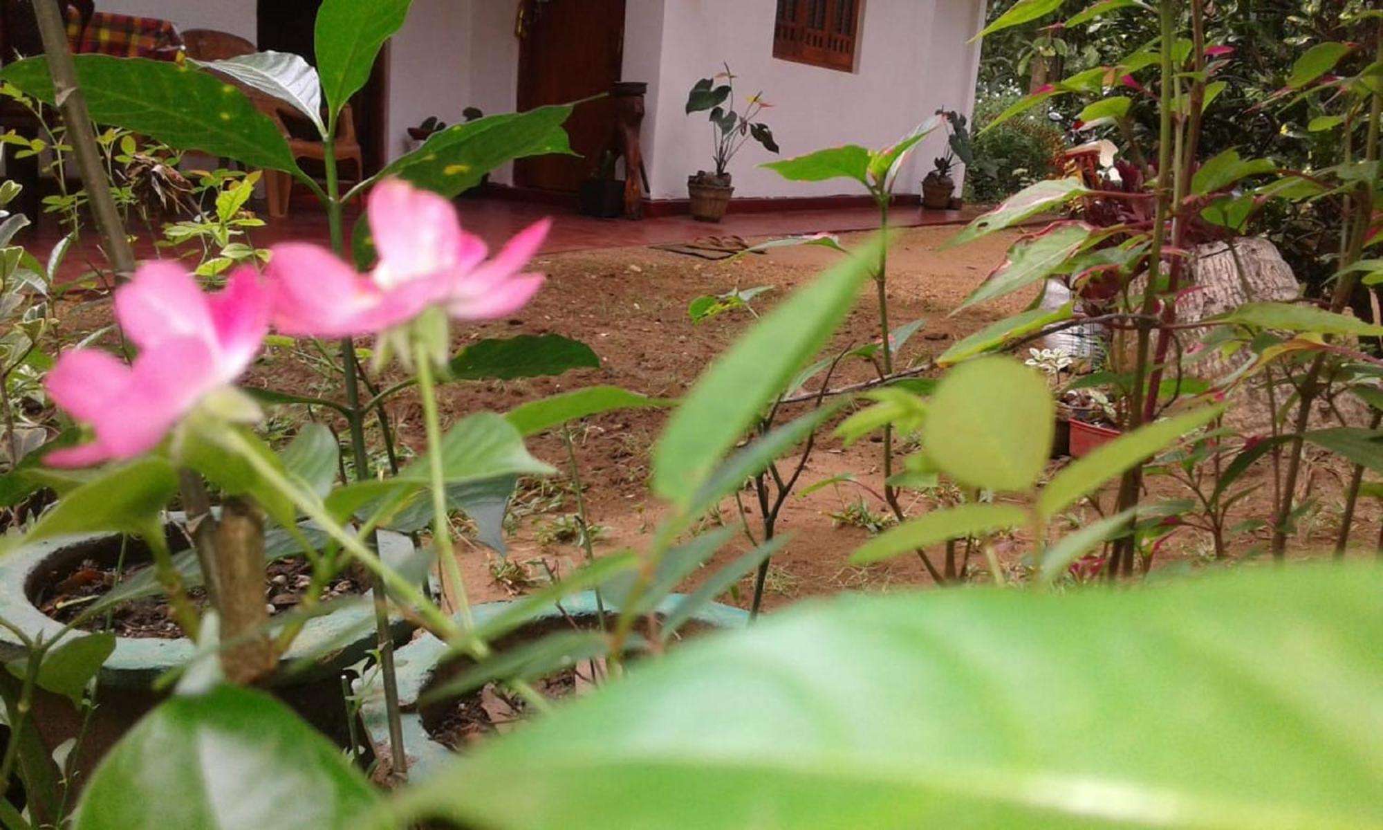 Winstar Homestay Sigiriya Buitenkant foto