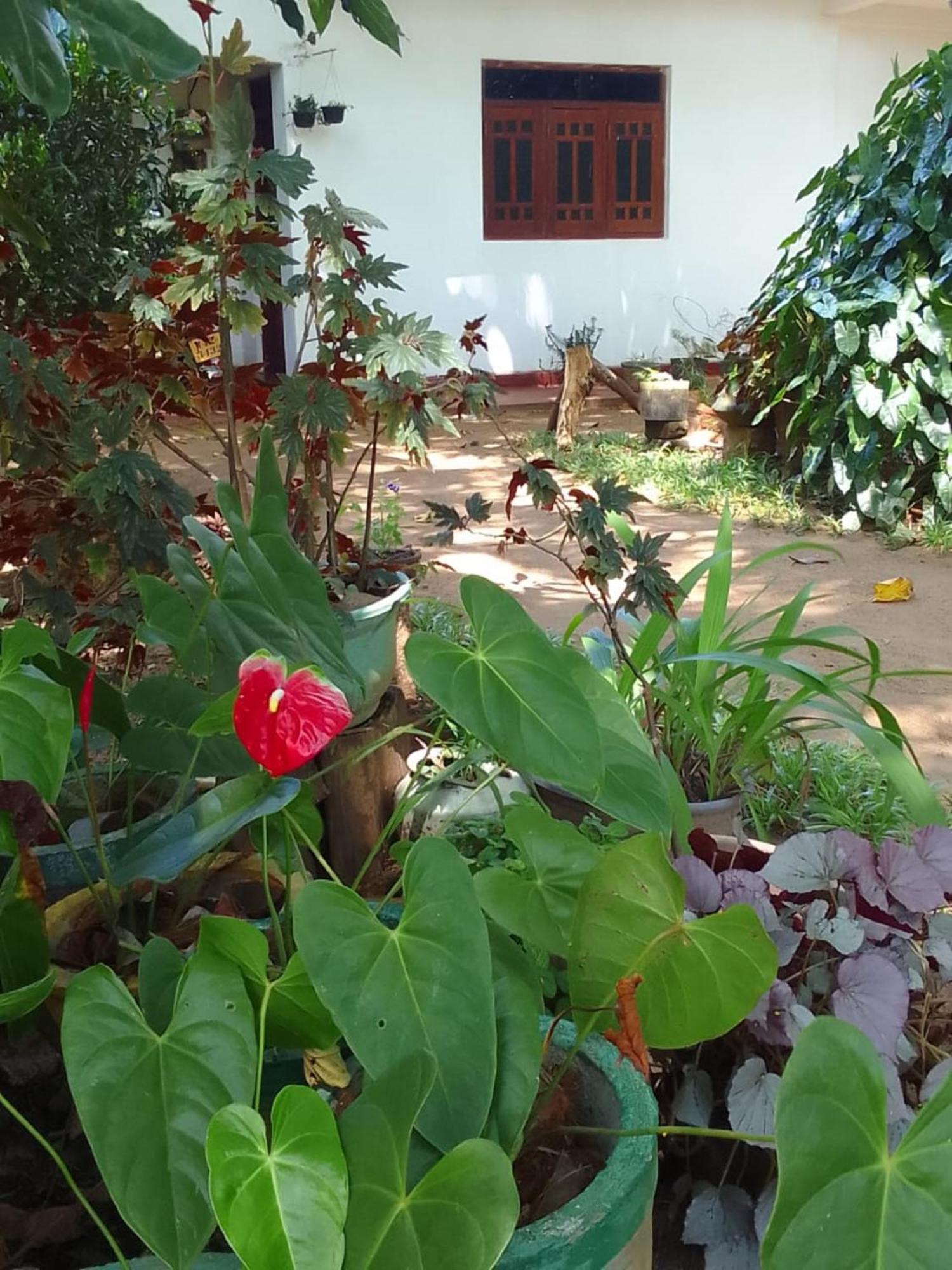 Winstar Homestay Sigiriya Buitenkant foto